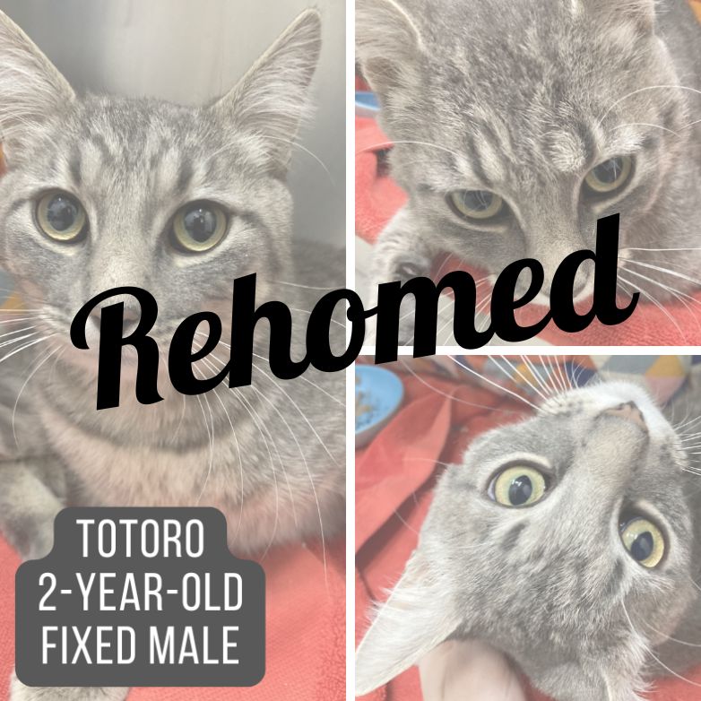 Rescued cat named Totoro.